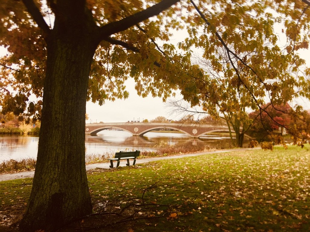 A bench under an autumn tree by the Charles River, Weeks Bridge beyond